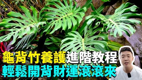 龜背竹|龜背芋怎麼養？基礎照顧方法和特色